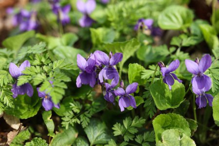 Violette Blüten von Veilchen (Violets odorata))