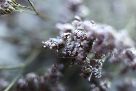 macro shot de limonium latifolium, statice, mise au point sélective