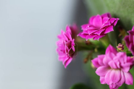 belles fleurs de kalanchoe rose, gros plan