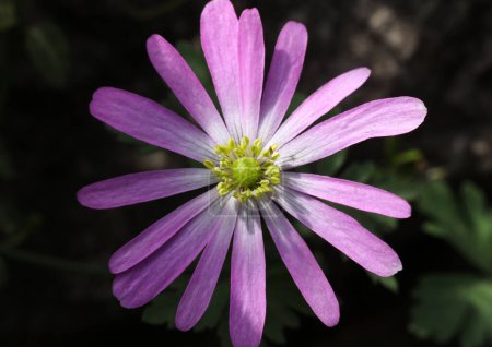 Lila Blüte Anemonoides blanda, syn. Anemone blanda, die Balkananemone, griechische Windblume oder Winterwindblume im Garten, Nahaufnahme, Makro.