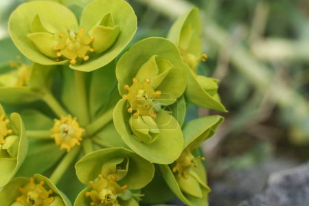 Euphorbia myrsinites, the myrtle spurge, blue spurge, or broad-leaved glaucous-spurge