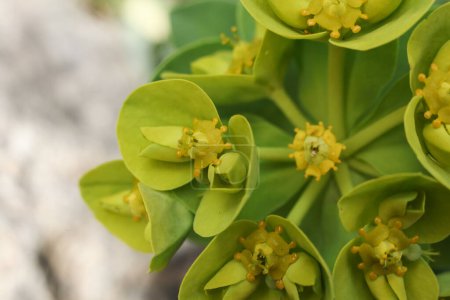 Euphorbia myrsinites, l'euphorbe myrte, l'euphorbe bleu ou l'euphorbe ésule à feuilles larges