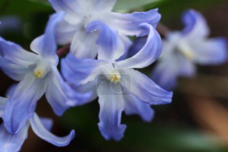 Lucile's glory-of-the-snow,Scilla luciliae flower close up