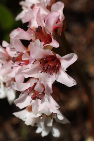 Bergenia ciliata, close up of pink flowers in the garden