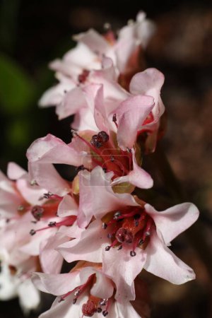 Bergenia ciliata, primer plano de flores rosadas en el jardín