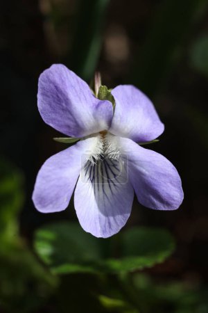 Nahaufnahme einer Veilchenblüte (Viola odorata) in Blüte