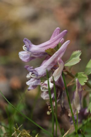 Purple flower of Corydalis cava in the spring forest