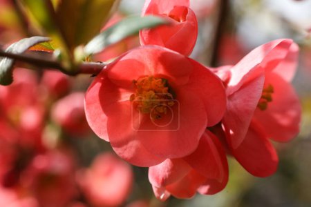Chaenomeles japonica, Japanese quince macro, selective focus