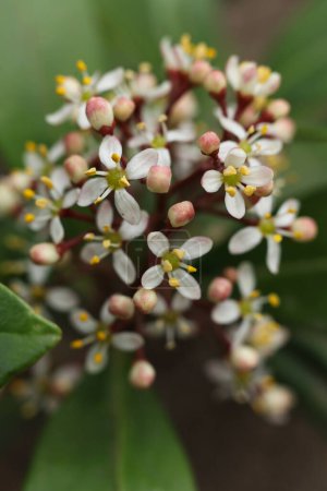 Skimmia japonica, the Japanese skimmia flower on a green background