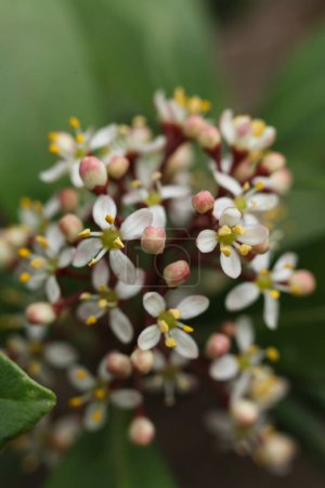 Skimmia japonica, die japanische Skimmia-Blume auf grünem Hintergrund