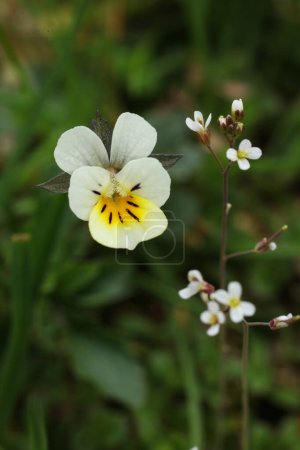 European field pansy,Viola arvensis , small white flower in the meadow