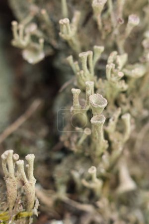 Großaufnahme von Cladonia fimbriata oder der Trompetenflechte, die auf einem Baumstamm im Wald wächst