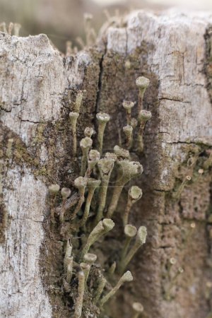 Close up of Cladonia fimbriata or the trumpet cup lichen growing on a tree trunk in the forest
