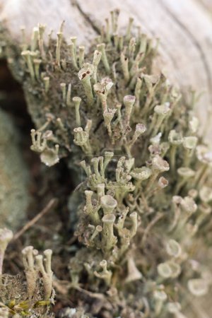 Gros plan de Cladonia fimbriata ou du lichen trompette poussant sur un tronc d'arbre dans la forêt