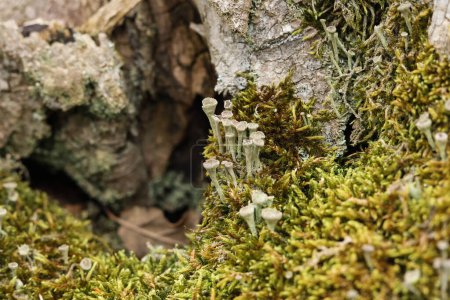 Großaufnahme von Cladonia fimbriata oder der Trompetenflechte, die auf einem bemoosten Baumstamm im Wald wächst