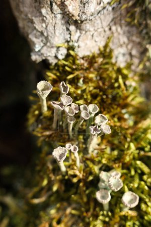 Großaufnahme von Cladonia fimbriata oder der Trompetenflechte, die auf einem bemoosten Baumstamm im Wald wächst
