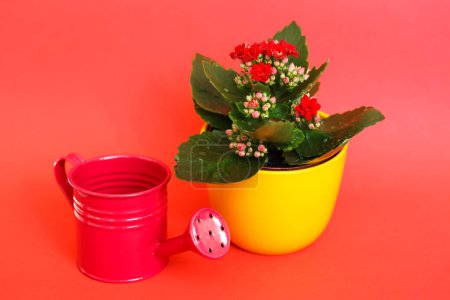 Photo for Flower pot and watering can on red background with copy space. - Royalty Free Image