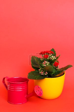 Photo for Flower pot and watering can on red background with copy space. - Royalty Free Image