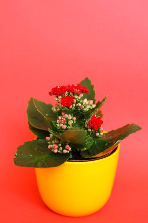 Photo for Kalanchoe flowers in yellow pot on red background. Studio shot. - Royalty Free Image