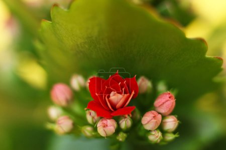 Photo for Bouquet of red kalanchoe flowers on yellow background, closeup, selective focus - Royalty Free Image