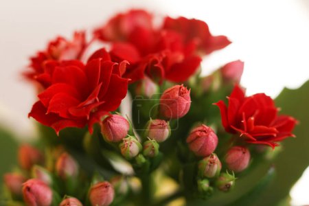 Photo for Bouquet of red kalanchoe flowers on white background, closeup, selective focus - Royalty Free Image
