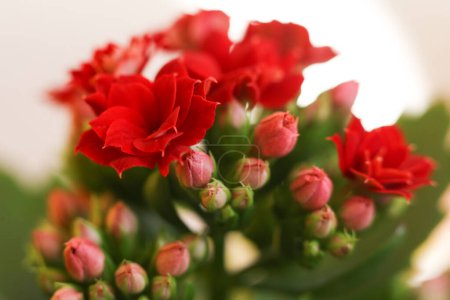 Photo for Bouquet of red kalanchoe flowers on white background, closeup, selective focus - Royalty Free Image