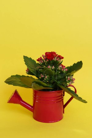 Photo for Kalanchoe flowers in a red watering can on yellow background with copy space. - Royalty Free Image