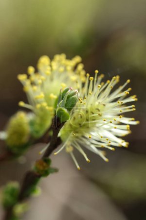 rama de sauce floreciente en primavera, foto de primer plano