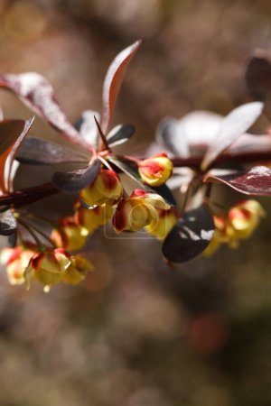 Berberis thunbergii, l'épine-vinette japonaise, l'épine-vinette de Thunberg ou l'épine-vinette rouge
