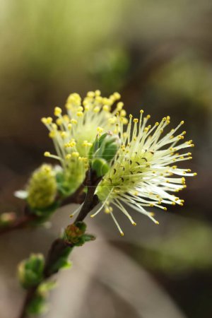 blossoming willow branch in spring, close-up photo