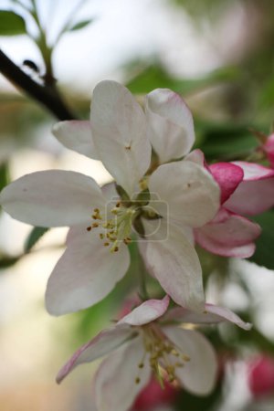 Flowering branch of an apple tree on a blurred background.