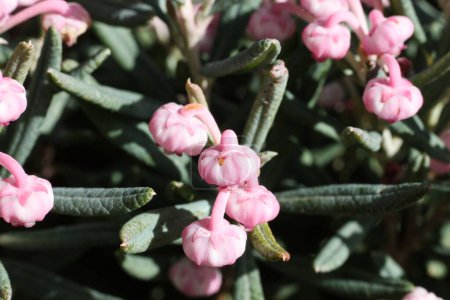 a close up photo of Andromeda polifolia, common name bog-rosemary in the spring garden 