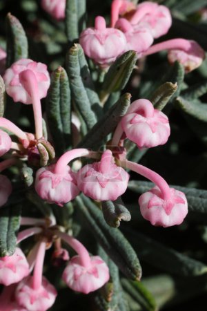 a close up photo of Andromeda polifolia, common name bog-rosemary in the spring garden 