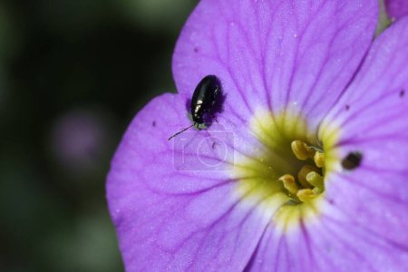 a macro shot of Phyllotreta cruciferae on purple aubrieta flower