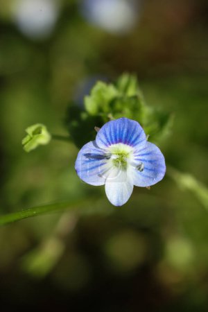 Photo for Veronica chamaedrys, the germander speedwell, bird's-eye speedwell, or cat's eyes - Royalty Free Image