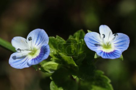 Photo for Veronica chamaedrys, the germander speedwell, bird's-eye speedwell, or cat's eyes - Royalty Free Image