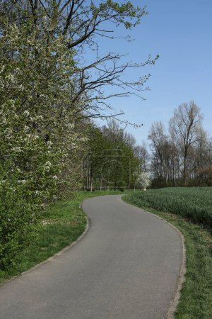 a landscape with  a road in the park