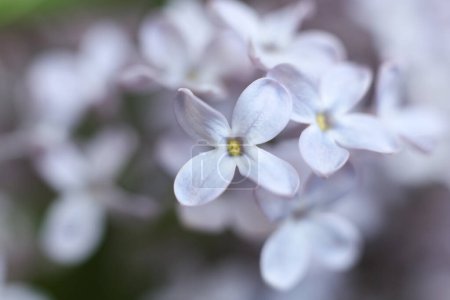 Photo for Macro of lilac flowers. spring blossom - Royalty Free Image