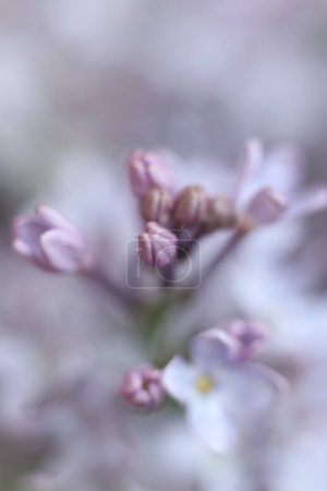macro of lilac flowers. spring blossom