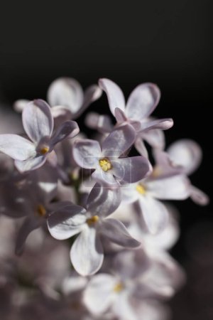 macro de flores lila. flor de primavera