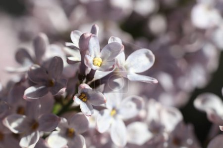 macro of lilac flowers. spring blossom