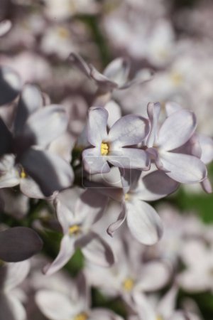 Photo for Macro of lilac flowers. spring blossom - Royalty Free Image