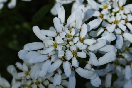 Großaufnahme von kleinen weißen Iberis sempervirens, dem immergrünen Zuckerwatte oder mehrjährigen Zuckerwatte-Blüten im Garten. Geringe Tiefenschärfe