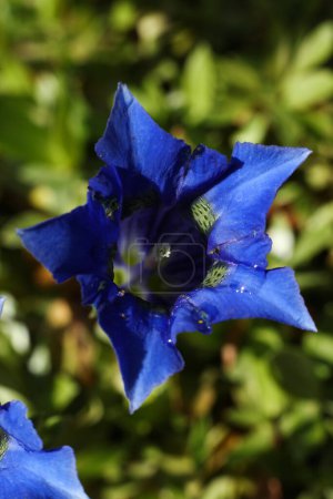 close up photo of Gentiana acaulis, the stemless gentian, or trumpet gentian flower in the spring garden 