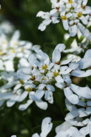 Großaufnahme von kleinen weißen Iberis sempervirens, dem immergrünen Zuckerwatte oder mehrjährigen Zuckerwatte-Blüten im Garten. Geringe Tiefenschärfe