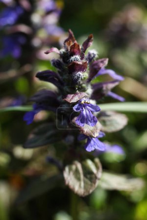 Ajuga genevensis, commonly known as the bugleweed