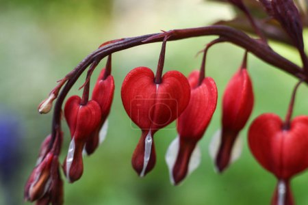 Photo for Lamprocapnos spectabilis, bleeding heart, close up - Royalty Free Image
