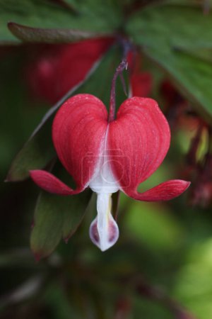 Lamprocapnos spectabilis, bleeding heart, close up flower in the garden