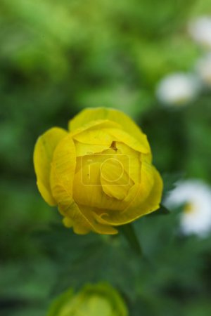 Makroaufnahme von Trollius europaeus, der Kugelblume im Frühlingsgarten 