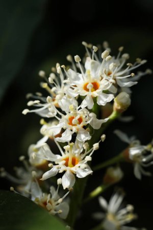 photo rapprochée de Prunus laurocerasus, également connu sous le nom de laurier cerisier, laurier commun et parfois laurier anglais